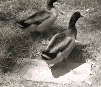 Curtis Duck's gravesite